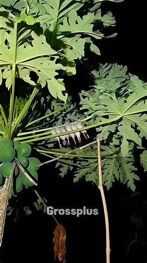 Parrots catching trick #shorts #science | Payton and Presley