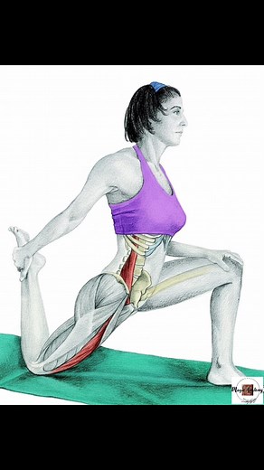 271K views · 3K reactions | Action of the muscle in stretching exercise | Magic Anatomy | Facebook