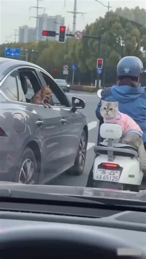 #粉丝一千万 #cat #dog #funnyvideos #fypシ゚viral | cat dog