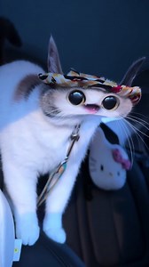 Explore the Fun of Meep Cat Memes