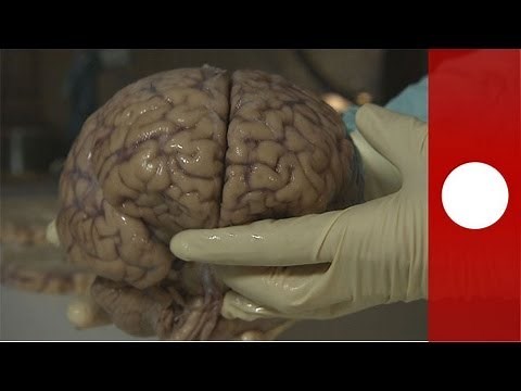 El cerebro y sus más profundo secretos | Futuris