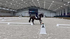 Springs for legs #dressagehorse #dressagetraining #maresoftiktok #marepower #fyp