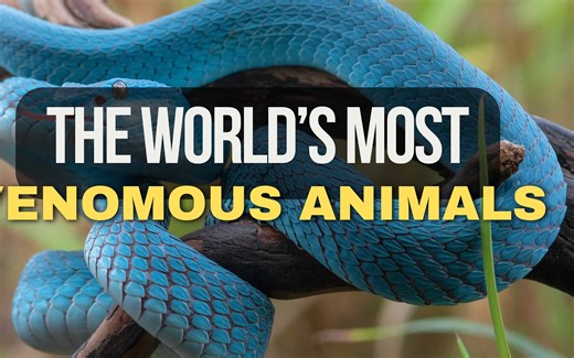 The Most Venomous Animals on Earth