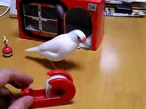 Java finch vs. tape dispenser :-)