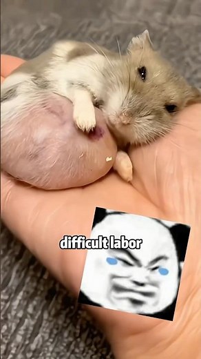 Hamster 🐹😭🥹🙏 With Belly About To Explode!🤯 #animals #rescue #hamsters #lovestory #poor