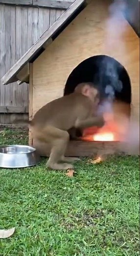 Dog’s Nap Interrupted by Monkey’s Firecracker Prank