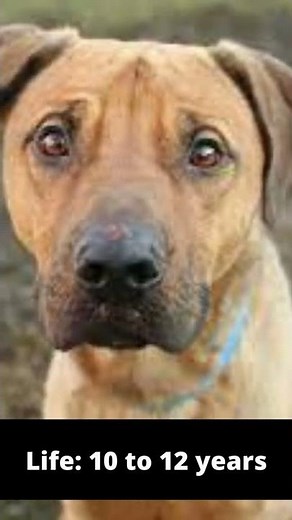 German shepherd Pitbull Mix, A Famous And Loved Breed