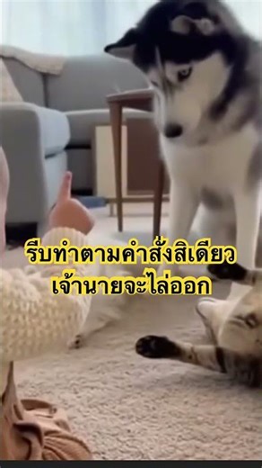 #ตลกฮาๆ #ตลกขำๆ #shorts