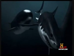 Megalodon vs whale