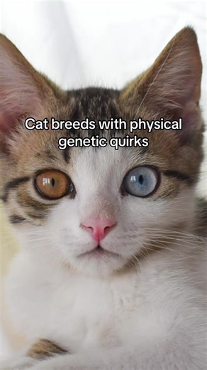 Here are 5 cat breeds with physical genetic quirks 🧬 Which breed should we break down next? #cat #catsoftiktok #catbreed #quirky