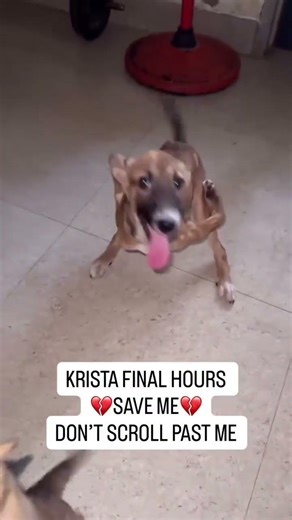 🚨 UPDATE: KRISTA NEEDS SURGERY NOW — PLEASE HONOR PLEDGES & DONATE 💔#usa #canada #uk