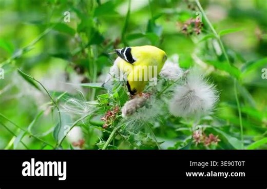 American Goldfinch Eating Seeds Close Up Bird Feeding Nature Video Stock Video Footage - Alamy