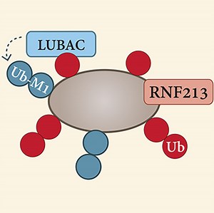 A new way to mark bacterial invaders for destruction - MRC Laboratory of Molecular Biology