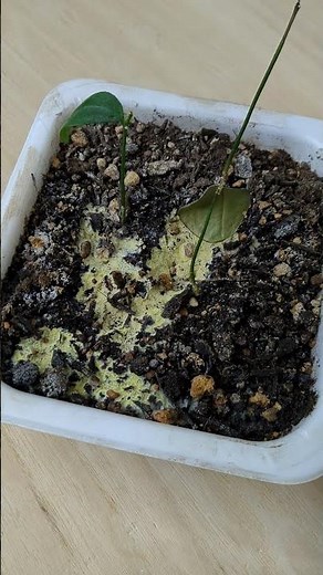 白絹病 カビ 土 種から育てに行った植物の土にカビが生えてしまった
