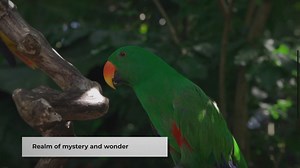 Animals of the Jungle: A Fascinating World