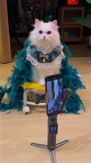 うちの猫、今日も変装中🐱🎭｜Osmo Mobile 8P