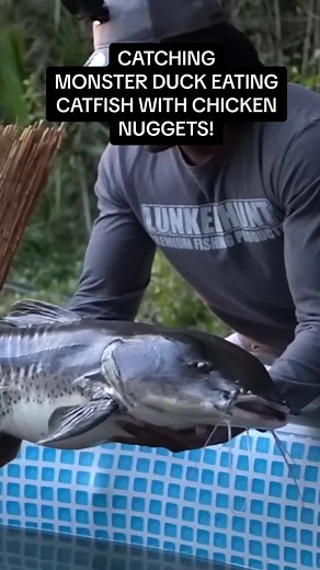 DUCK EATING CATFISH GETS CAUGHT WITH CHICKEN NUGGETS! #invasivespeciesawareness #aliens #fyp #zakcatchem #ducks #fishing