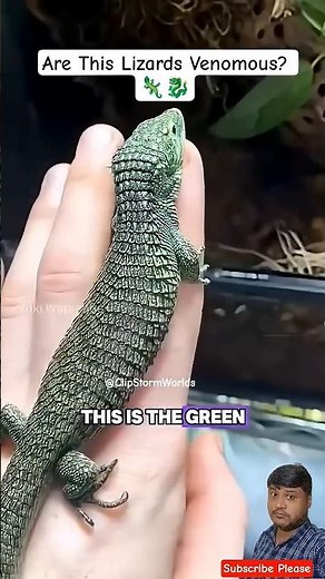 Are Lizards Venomous? | Types of Lizards Explained in 60 Sec #lizard #venom #reptiles #Shorts #fypシ