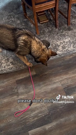 Preventing Food Aggression in Dogs: Tips and Training Techniques