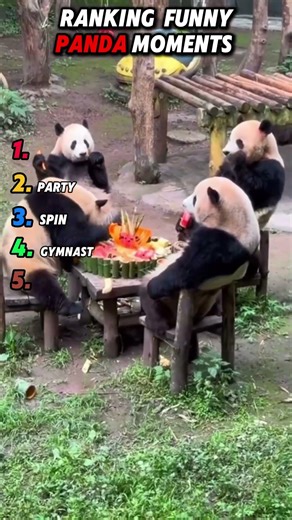 Hilarious Pandas Being Clumsy Fluffy Giants #funny #pet