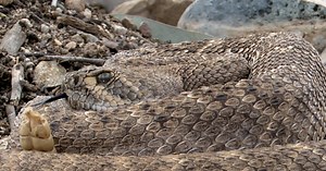 How to keep yourself and your pet safe from rattlesnake bites