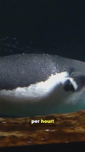 Fun facts about animals!