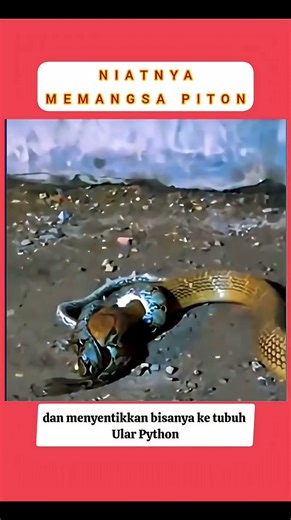 Ketika king kobra bertemu piton