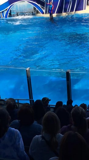 Dolphin days at SeaWorld Orlando #dolphins #dolphinshow #florida #fun #cute #fyp #foryoupage #fyppage