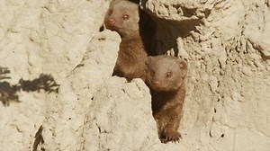 224K views · 265 shares | A troop of mongooses search for food, only to find themselves as the main course. | National Geographic Animals | Facebook