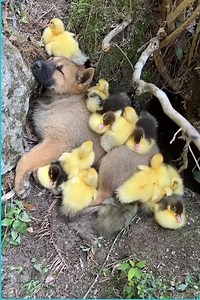 16M views · 325K reactions | This is cuteness beyond words! 凉❤ | The Woof World | Facebook