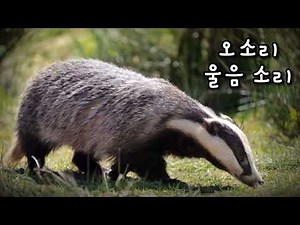 BADGER SOUND EFFECT 오소리 울음소리 모음 효과음 소리 동물 animal #오소리 #소리 #효과