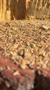 1.5K views · 15 shares | This tree was infested with termites and...