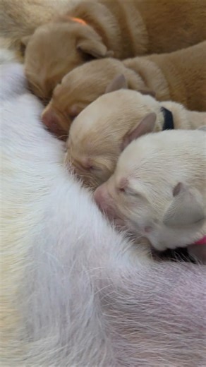 Labrador Puppies Nursing...#emotional #labrador #puppy