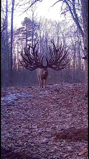 Absolutely incredible trail cam footage! 🤯🤯 #hunting #deerhunting | Viral Footage