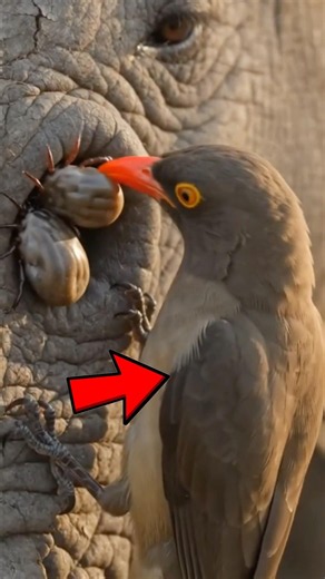 Tick Hunters 😱 #wildlife