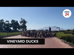 WATCH | Runner ducks keep pests at bay at Stellenbosch vineyard