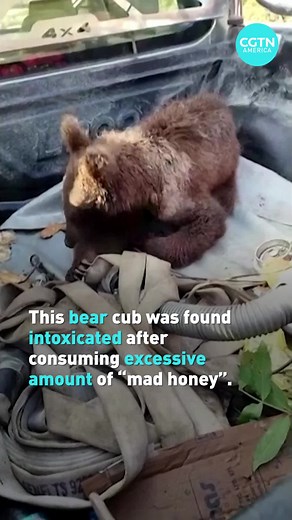 Teams from national parks were called to the aid of a disoriented brown bear cub on Thursday in the Duzce province of northwest Türkiye. The cub was thought to have consumed too much "mad honey" and was therefore intoxicated (August 11). After being pulled out of the forest, the bear cub was captured on camera trembling and moaning as she sat belly-up in the back of a pick-up truck. Rhododendron honey, often known as "mad honey" or “Deli bal" in Turkish, has psychedelic properties. Local police 