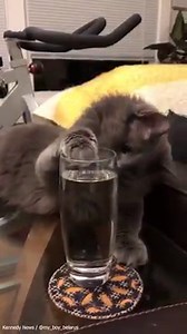 2.1K views · 35 reactions | Just an adorable cross-eyed rescue cat living his best life.  | Dogtooth Media | Facebook