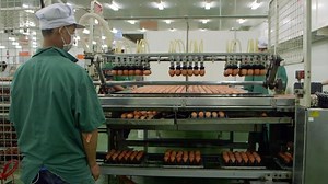 KCF Poultry - Producing Brain  Eggs  - POULTRY - Alltech Showcase