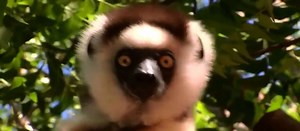 Those cute lemurs always have some funny behaviors that make us laugh. | Dancing with animals