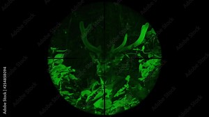 Male Spotted Deer also called Chital or Cheetal (Axis axis) Seen in Gun Rifle Scope with Night Vision. Wildlife Hunting. Poaching Endangered, Vulnerable, and Threatened Animals