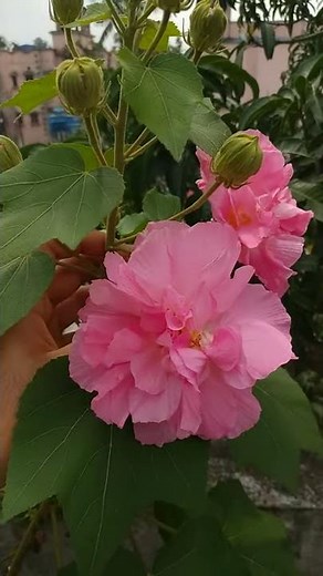 Confederate Rose | স্থলপদ্ম | Hibiscus | land lotus