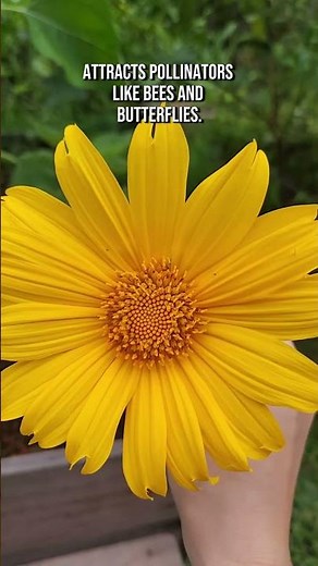 Mexican Sunflowers are everything! Grow it at home 🌼