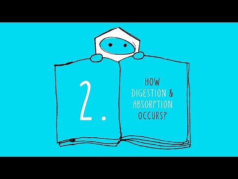 Level 1 Nutrition Certification: How Does the Digestive System Work?