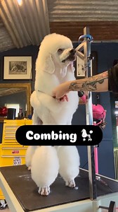 Brushing the surface of a coat is easy but combing will pull up matting and snags and tell the real story about how many tangles we have in our poodles coat. This video is in fast forward but I hope you can see that I have the comb entering at the root of the hair and it’s pulling right through to the tip. This poodle is clean and has been under the high velocity dryer and brushed but the maintenance grooming process won’t be complete until I have run a comb through effectively. Brushing and com