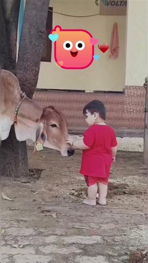 Teri pyari pyari Do ankhiyan #shortvideo #youtubeshorts #cowvideos