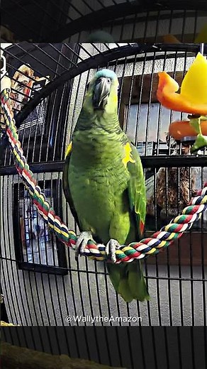 Funny Sound 🤣🤣📣📣#bluefrontedamazon #amazonparrots #funnyparrot