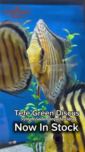 💯❤️ Tefe Green Discus (Symphysodon aequifasciata) The King of Freshwater Aquariums #TefeGreenDiscus