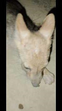 Fox Sound---Golden Jackal Sound II Jackal Howling Sound