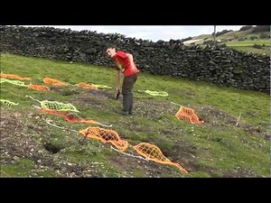 Catching rabbits using ferrets, 27 in 4 hours.